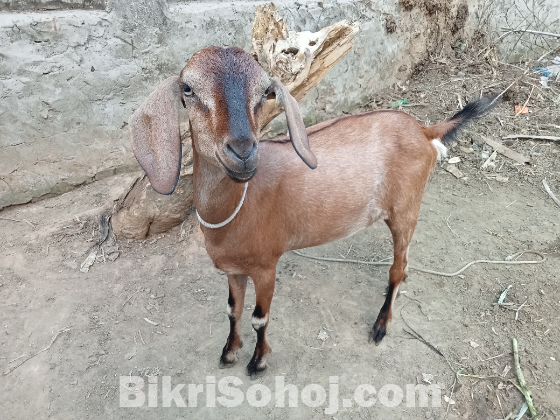 দেশি খাসি ছাগল বিক্রি হবে